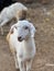 Vertical selective focus view of a white Saanen goat on a farmland