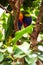 Vertical shallow focus closeup shot of a colorful Lorikeet parrot on a tree