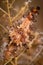 Vertical shallow focus closeup shot of a cone shell in the sea