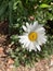 Vertical shallow focus closeup shot of a daisy flower in a park