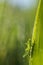 Vertical shallow focus closeup shot of a green grasshopper on the grass