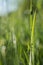 Vertical shallow focus closeup shot of a green grasshopper on the grass