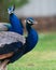 Vertical shallow focus closeup shot of a peacock in a park