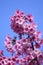 Vertical shallow focus closeup shot of pink cherry blossom sakura flowers under the clear blue sky