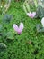 Vertical shallow focus closeup shot of a pink Cyclamen flower in a garden