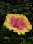 Vertical shallow focus closeup shot of a pink and yellow Hibiscus flower in a garden
