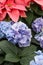 Vertical shallow focus closeup shot of a purple Hydrangea flower in a garden