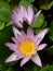 Vertical shallow focus closeup shot of a purple Lotus flower in a garden