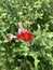 Vertical shallow focus closeup shot of a red Baby Sage flower in a park