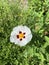 Vertical shallow focus closeup shot of a white Gum Rockrose flower in a park