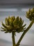 Vertical shallow focus shot of artichokes (Cynara cardunculus