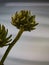 Vertical shallow focus shot of artichokes (Cynara cardunculus