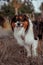 Vertical shallow focus shot of an Australian shepherd dog on a sunny day