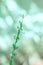 Vertical shallow focus shot of a beautiful green plant with white flowers