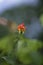 Vertical shallow focus shot of a blooming rose