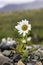 Vertical shallow focus shot of white Tripleurospermum maritimum growing in stony ground