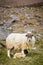 vertical shooting of sheep and breeding in mountainous environments. Free wildlife scene