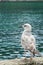 Vertical shor of a seagull looking to its left. Asturias