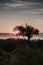 Vertical shore of a tree on the shore during the sunset