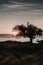 Vertical shore of a tree on the shore during the sunset