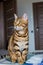 Vertical shot of an adorable Bengal cat sitting on a desk with a blurry background