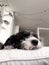 Vertical shot of an adorable Bernedoodle lying on a bed in the house