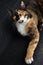 Vertical shot of an adorable calico cat on the stairs during daylight