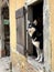 Vertical shot of an adorable dog in a barn window