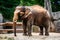 Vertical shot of adorable elephant in zoo, wildlife photography