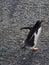 Vertical shot of an adorable gentoo penguin on the shore during daylight