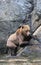 Vertical shot of an adorable Grizzly bear (Ursus arctos horribilis) getting out of the water