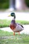 Vertical shot of adorable mallard duck standing on green lakeshore in California