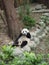 Vertical shot of an adorable panda lying on the ground in the zoo