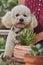 Vertical shot of an adorable Poochon dog near small potted plants in a garden