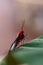 Vertical shot of an adorable red-bodied batwing swallowtail butterfly sitting on a plant