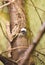 Vertical shot of an adorable small monkey inside of a tree hallow in a zoo in Edinburgh