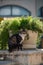 Vertical shot of an adorable tabby cat near a potted green plant outdoors