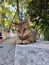 Vertical shot of an adorable tabby cat on a stone ledge