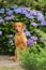 Vertical shot of an adorable typical Chesapeake Bay Retriever surrounded by purple hydrangea flowers