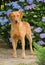 Vertical shot of an adorable typical Chesapeake Bay Retriever surrounded by purple hydrangea flowers