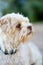 Vertical shot of an adorable white fluffy Yorkshire Terrier dog on a sandy beach