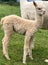 Vertical shot of adorable young white Huacaya alpaca in a green Irish farm