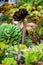 Vertical shot of Aeonium Plants with Succulents on blur background