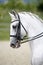 Vertical shot af a beautiful lipizzaner dressage horse