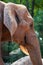 Vertical shot of an African elephant surrounded by rocks and trees in a zoo in Valencia, Spain