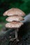 Vertical shot of Agaricus campestris mushrooms growing