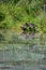 Vertical shot of an Alaskan brown bear hiding behind bushes on Clark lake with water reflecting