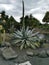 Vertical shot of aloe agave grown beside a small river