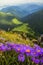Vertical shot of alpine asters growing on hills covered in greenery in the countryside