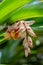 Vertical shot of Alpinia nutans, flowering plant with white flowers and long leaves